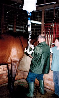 Fitting an intraveinous fluid line on a horse after an operation